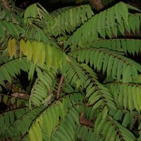 Averrhoa bilimbi L.